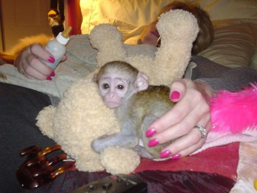 Купить маленькую домашнюю обезьянку недорого. Домашние обезьянки. Обезьянка комнатная. Продается обезьянка. Продам обезьянку.